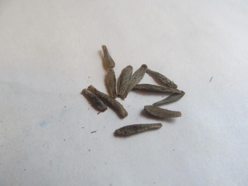 jiřina proměnlivá dahlia pinnata semínka seeds