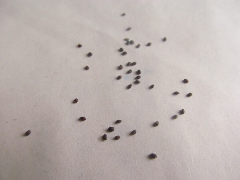 šanta kočičí nepeta cataria semínka seeds
