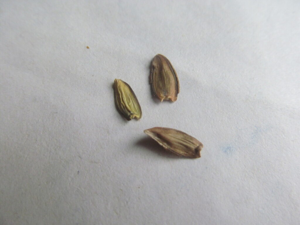 cínie ostálka zinnia semínka seeds