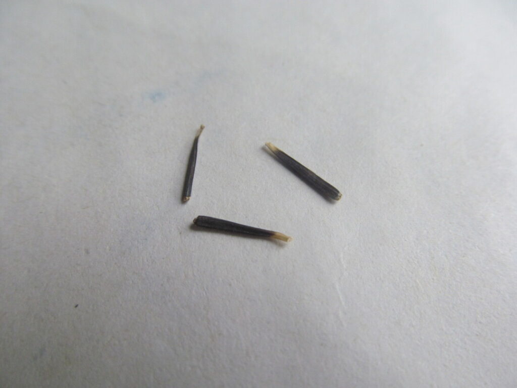 afrikán tagetes erecta semínka seed