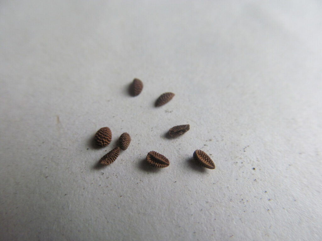 svazenka vratičolistá semena seed Phacelia tanacetifolia