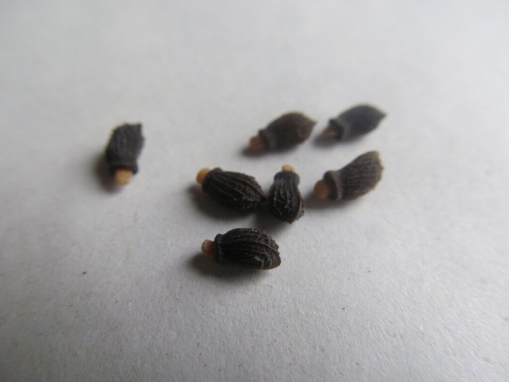 brutnák lékařský semena seed borago officinalis