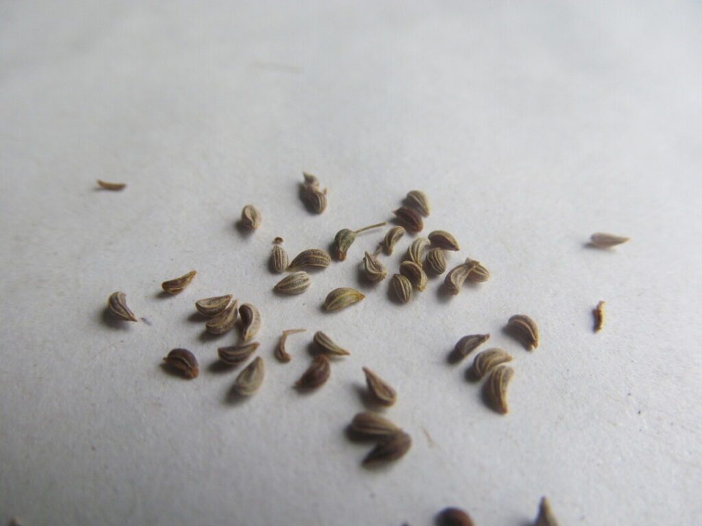 petroselinum crispum seed semena petržel listová