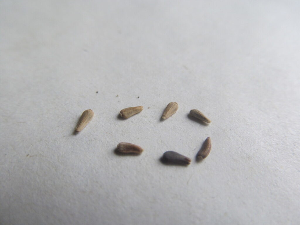 astra vysoká callistephus chinensis semínka seeds