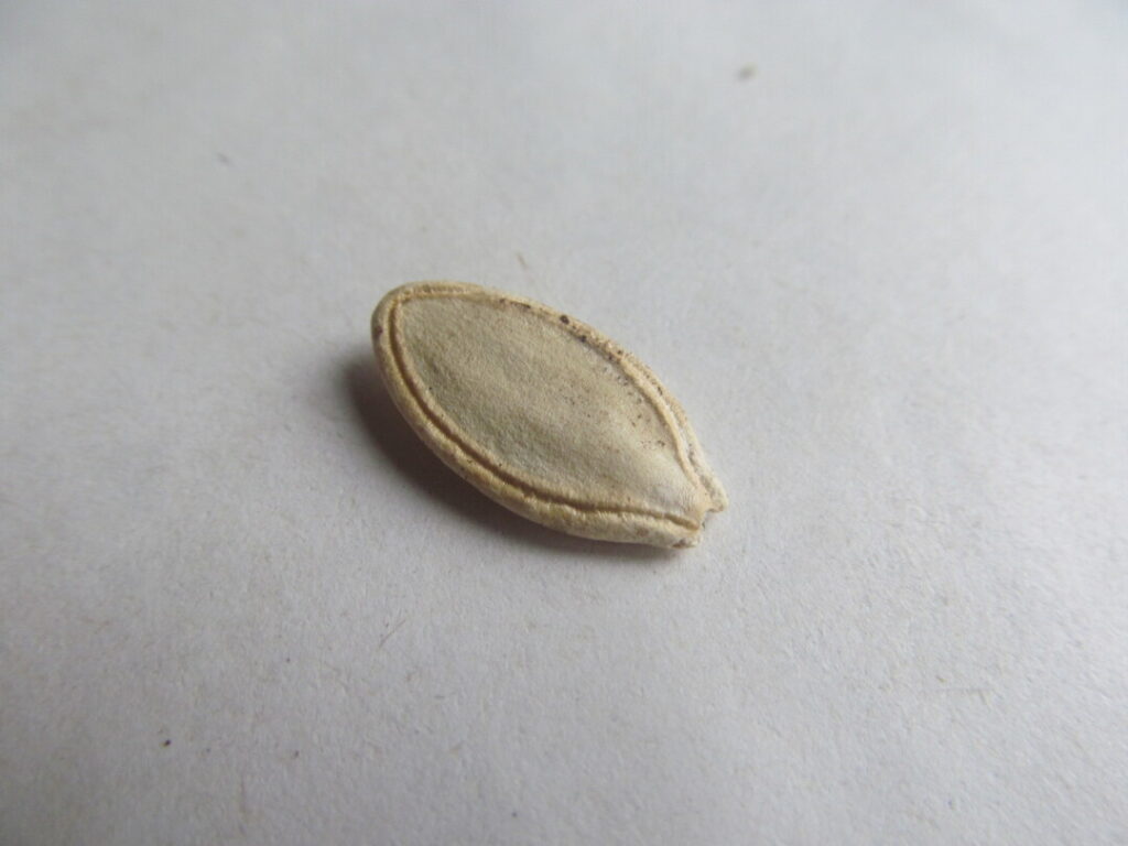 cuketa