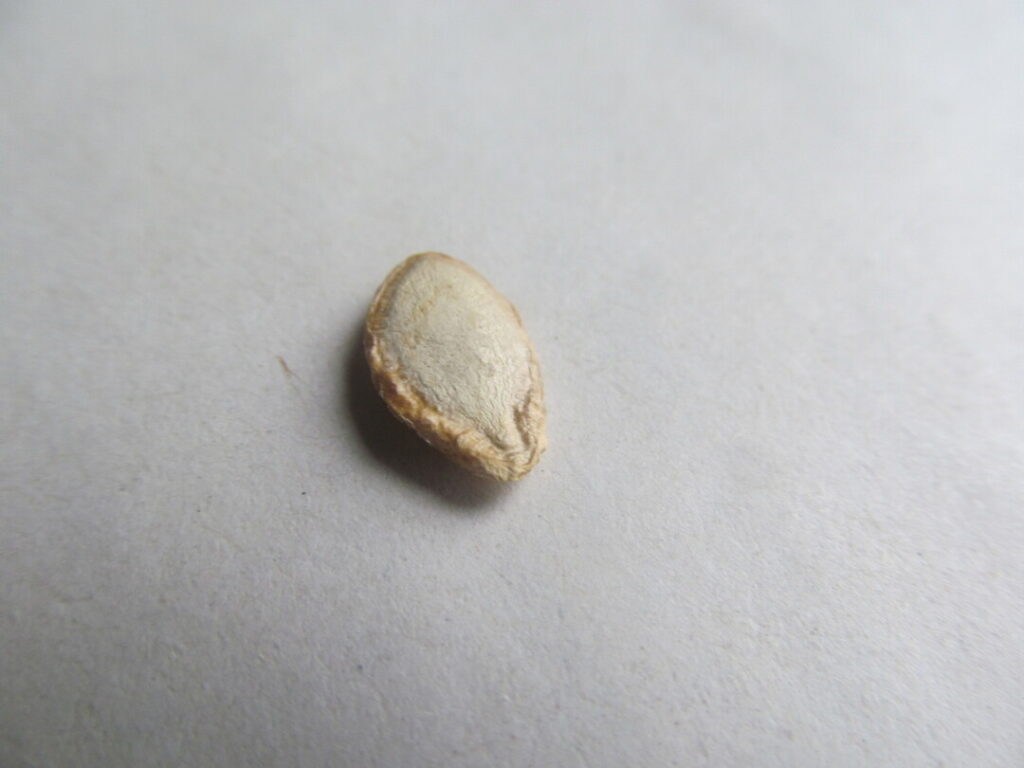 dýně máslová cucurbita moschata semínka seeds