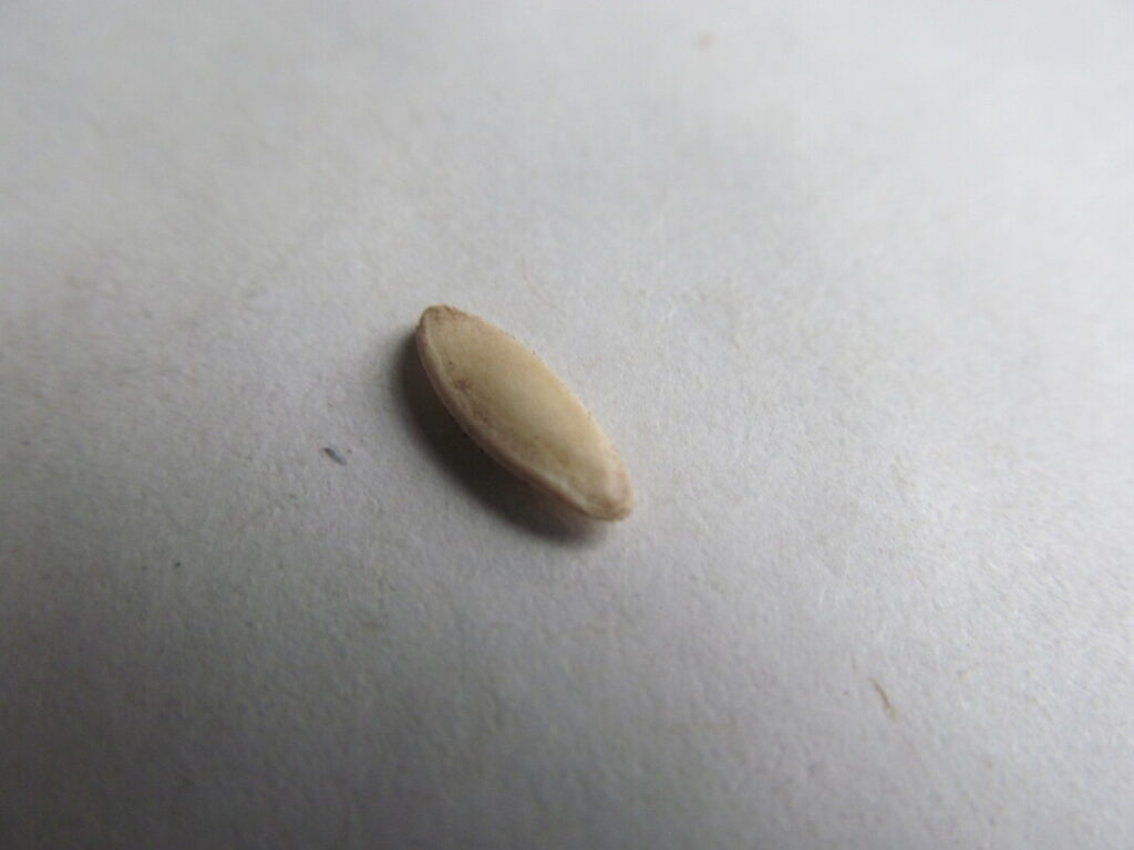 okurka setá cucumis sativus semínka seeds