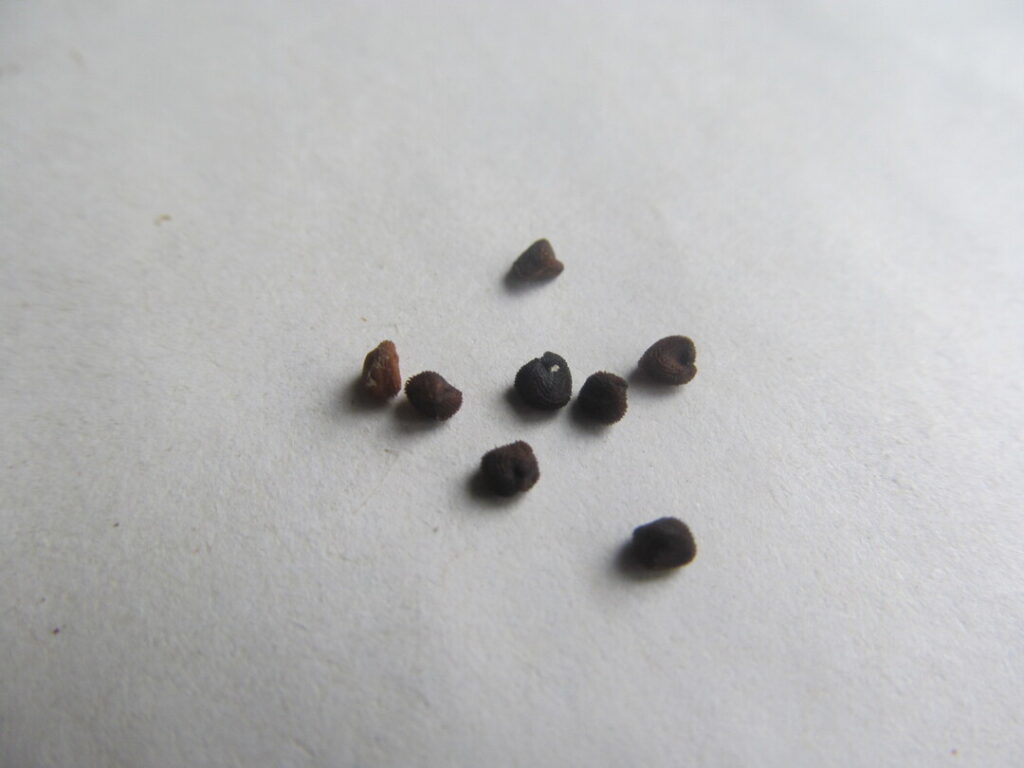 koukol polní semena seed agrostemma githago
