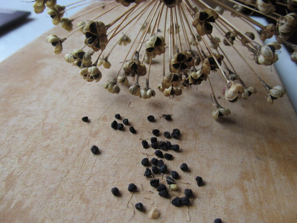 okrasný česnek allium hollandicum semínka seeds