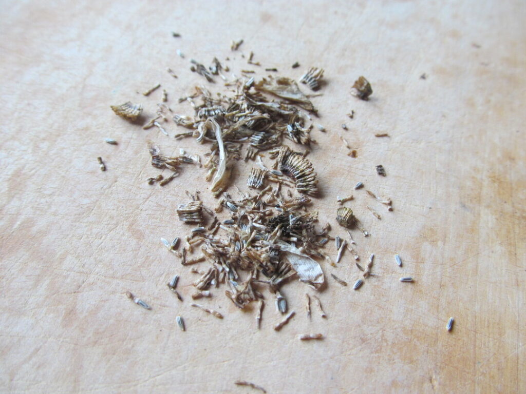 kopretina bílá leucanthemum vulgare semínka seeds