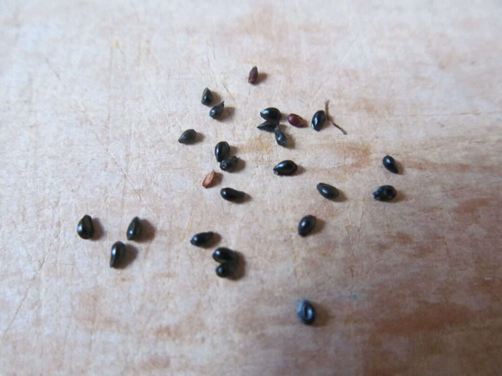 orlíček aquilegia semínka seeds